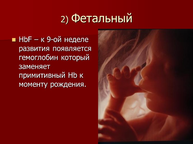 2) Фетальный HbF – к 9-ой неделе развития появляется гемоглобин который заменяет примитивный Hb